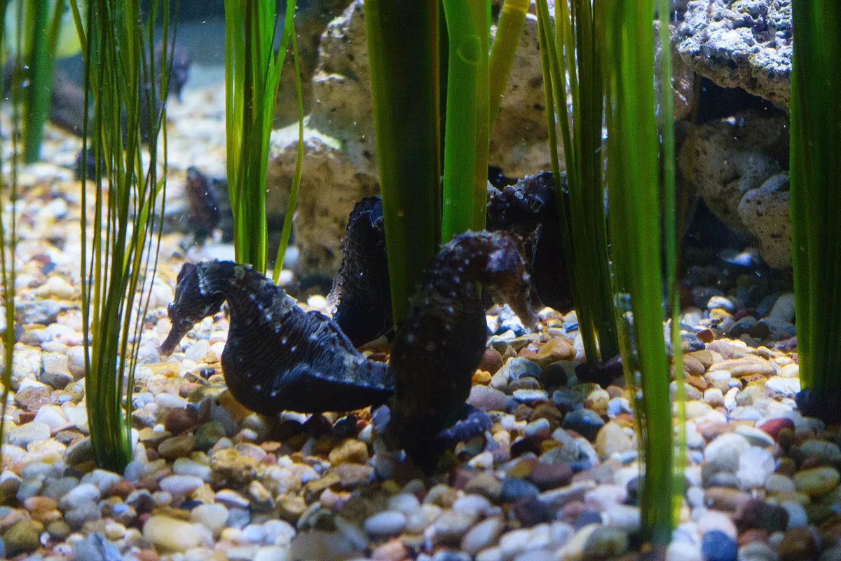 Aquarium of the Americas