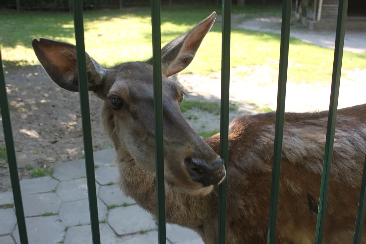 Lutsk Zoo