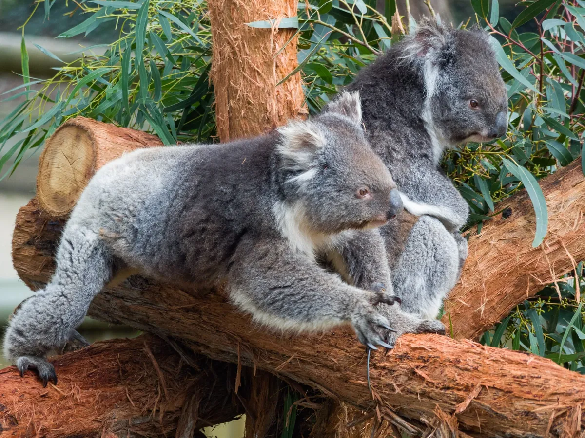 Ballarat Wildlife Park