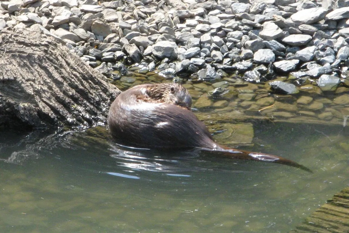 Wildpark Tiergarten Weilburg