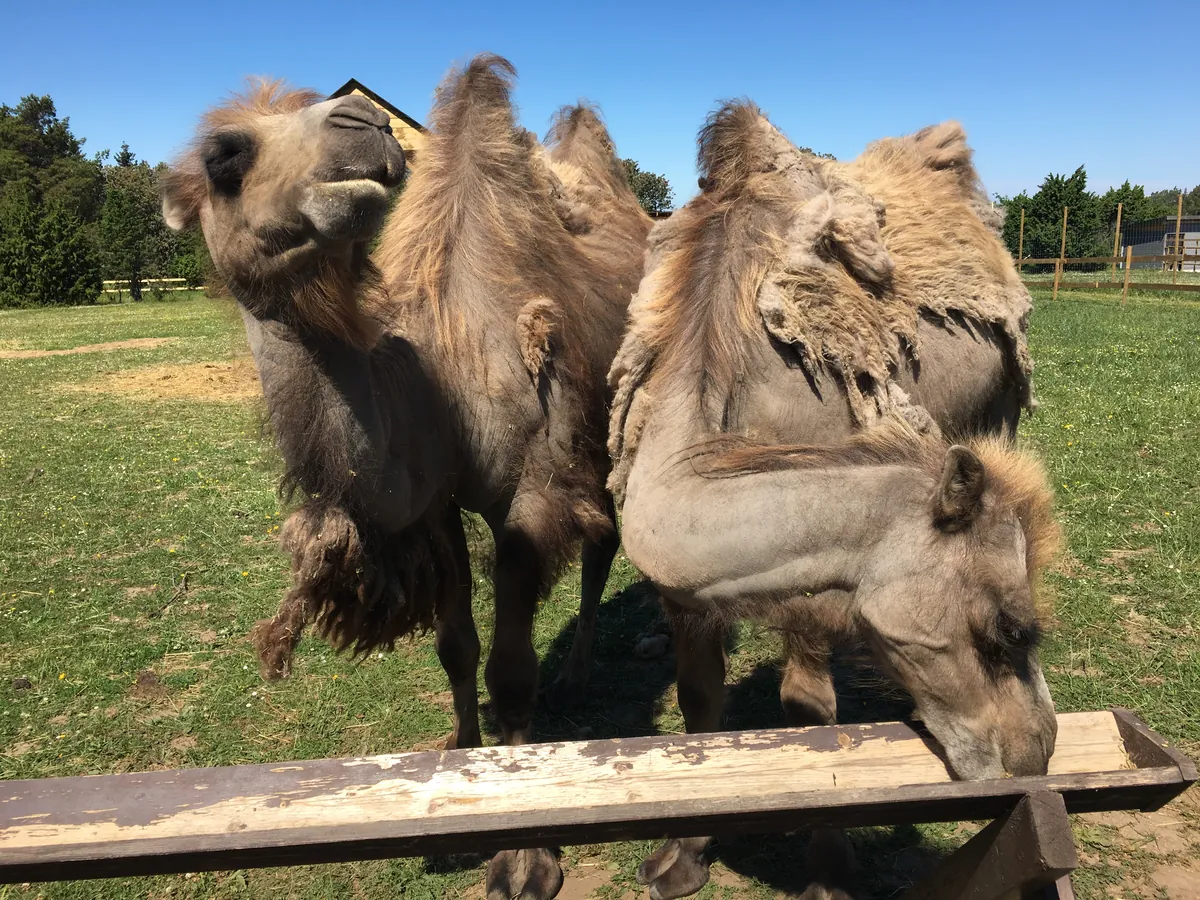 Gotland animal park