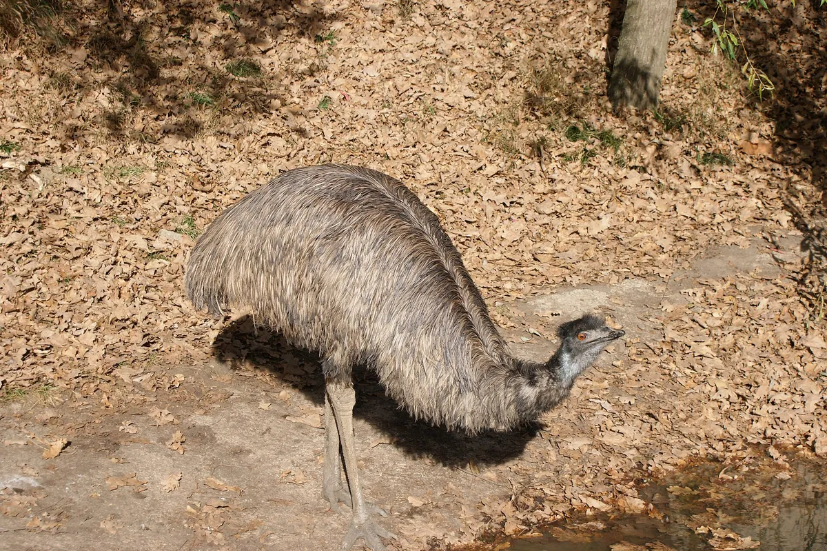 Zoo Sibiu