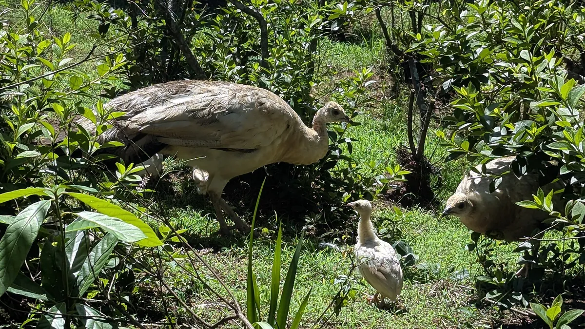 Mitchell Park Zoo