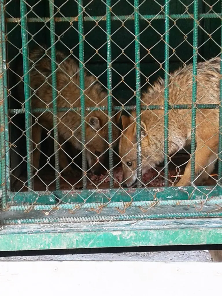 Dushanbe Zoo