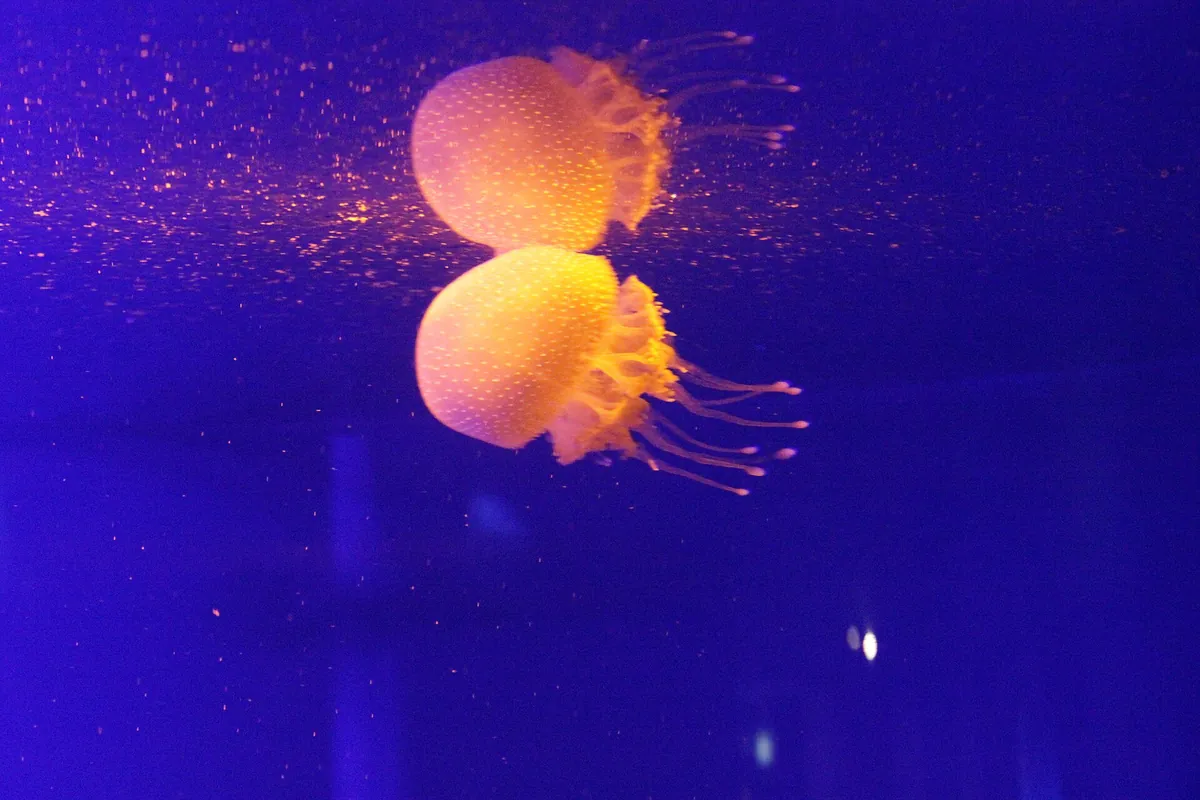 Aquarium of Western Australia