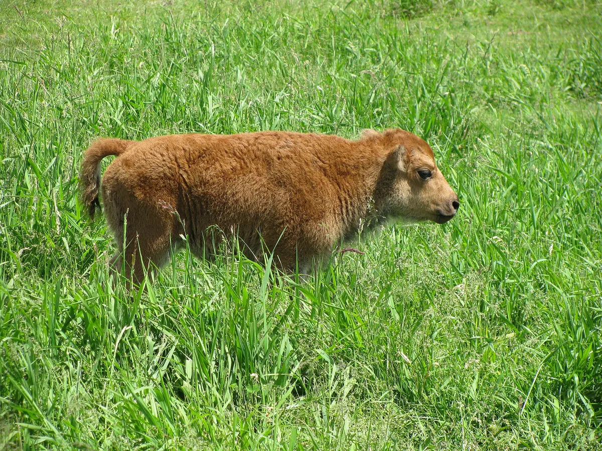 Parc Safari