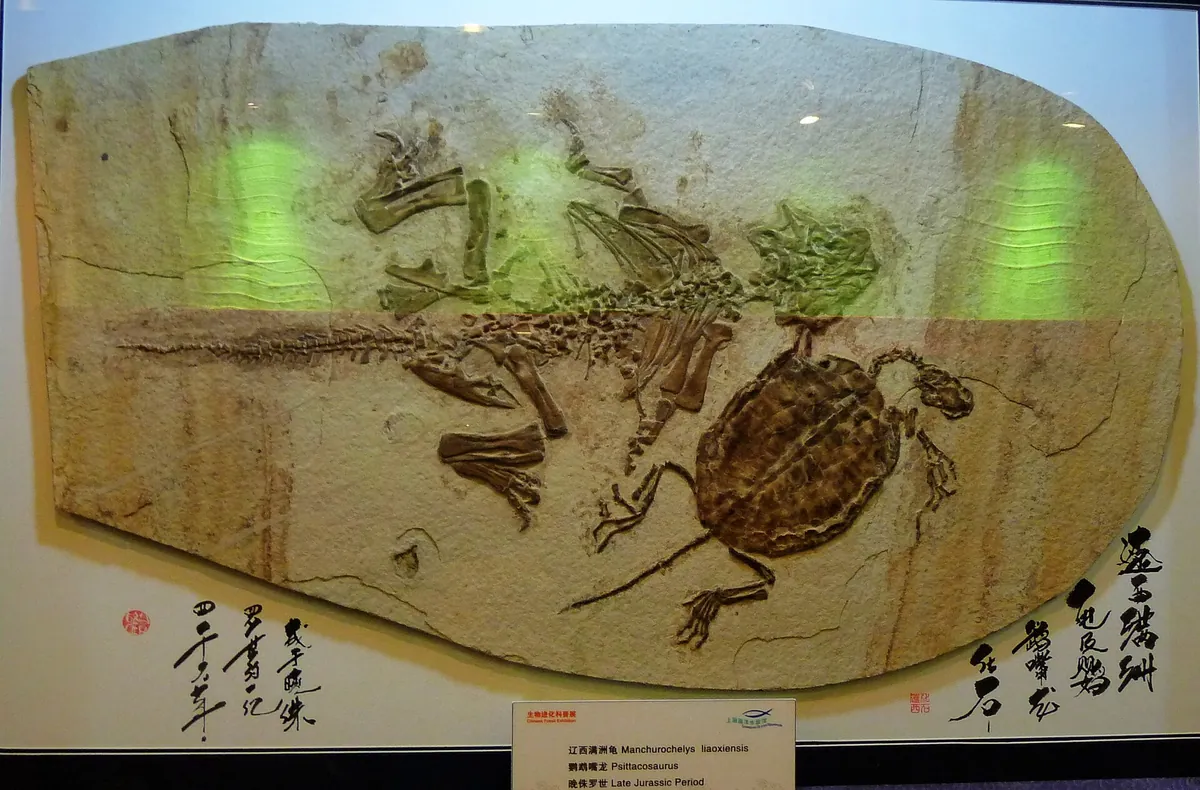 Shanghai Ocean Aquarium