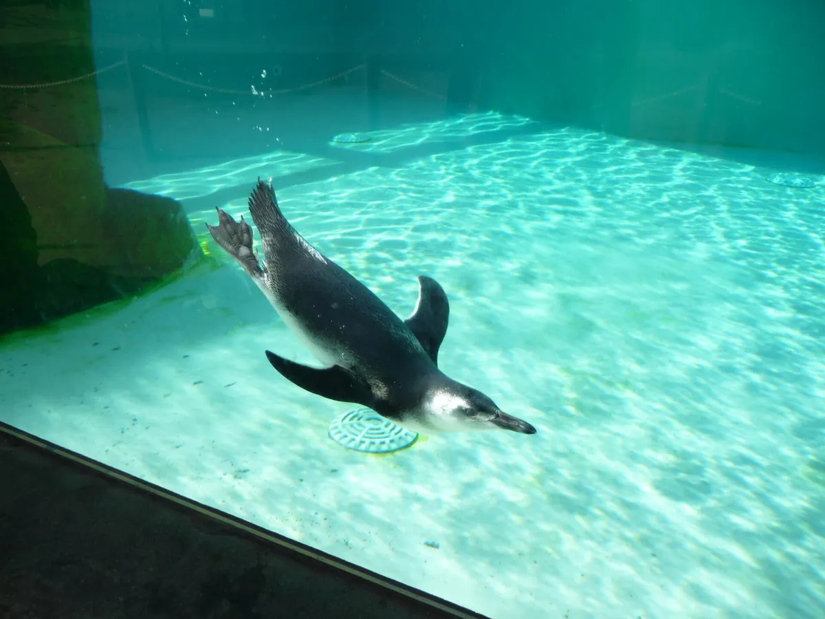Blackpool Zoo