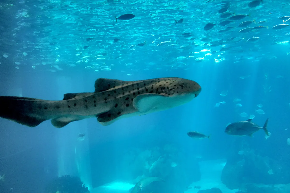 Oceanário de Lisboa