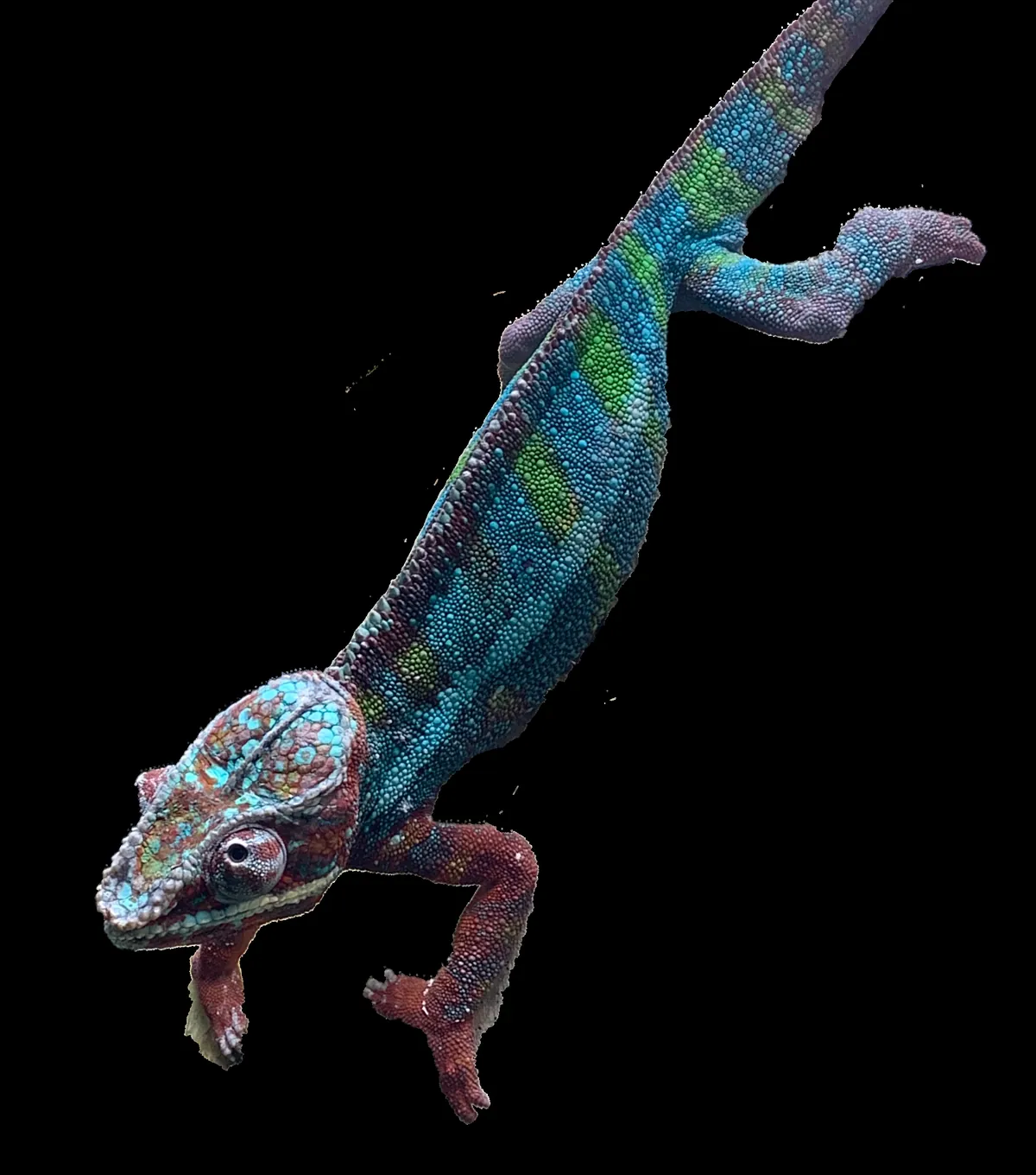 Tennessee Aquarium
