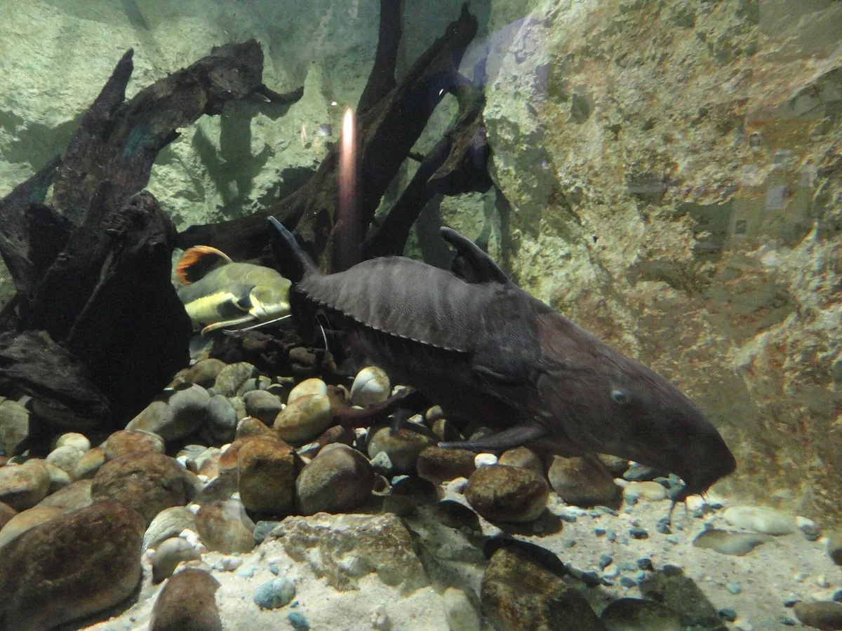 Aquarium du Limousin