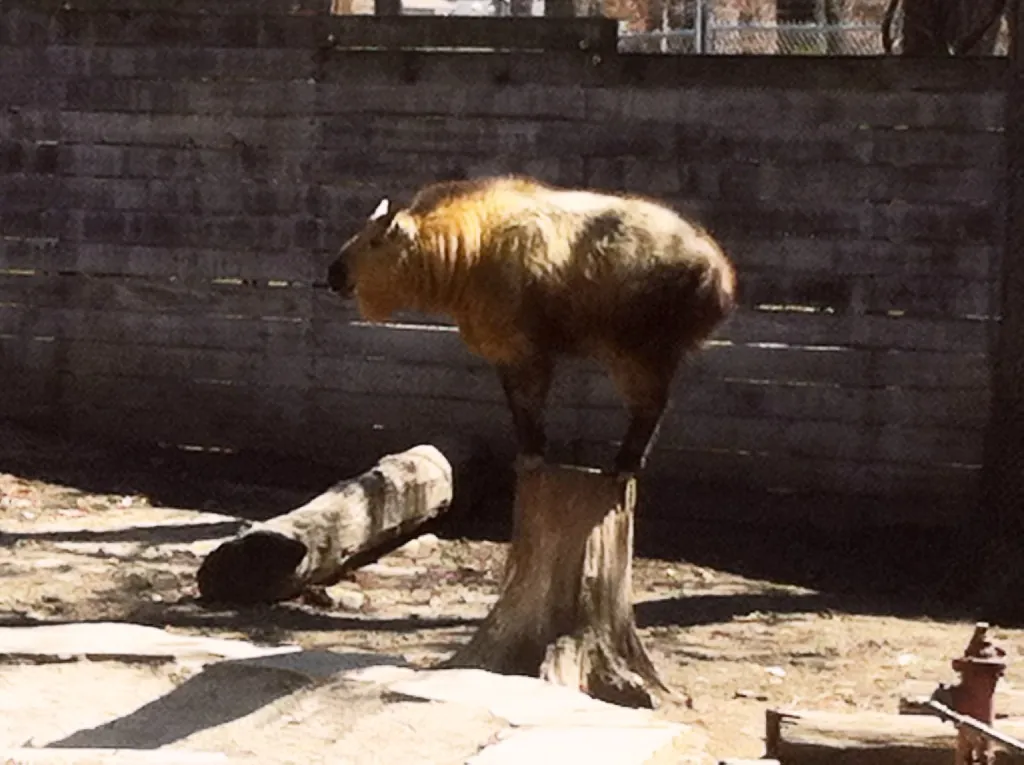Potawatomi Zoo