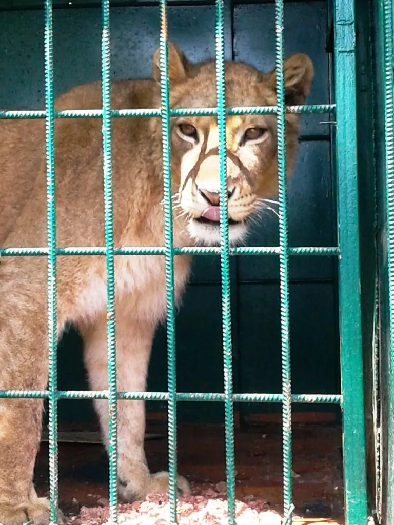 Dushanbe Zoo