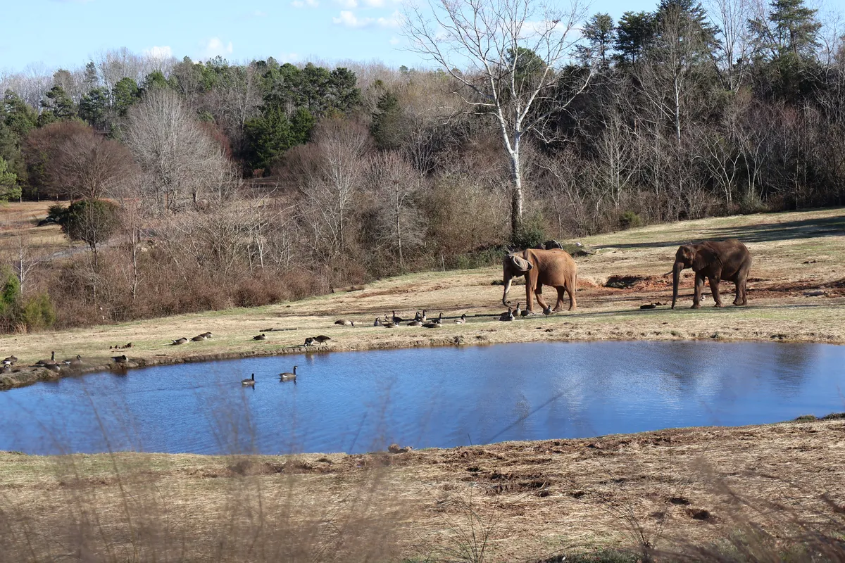 North Carolina Zoo