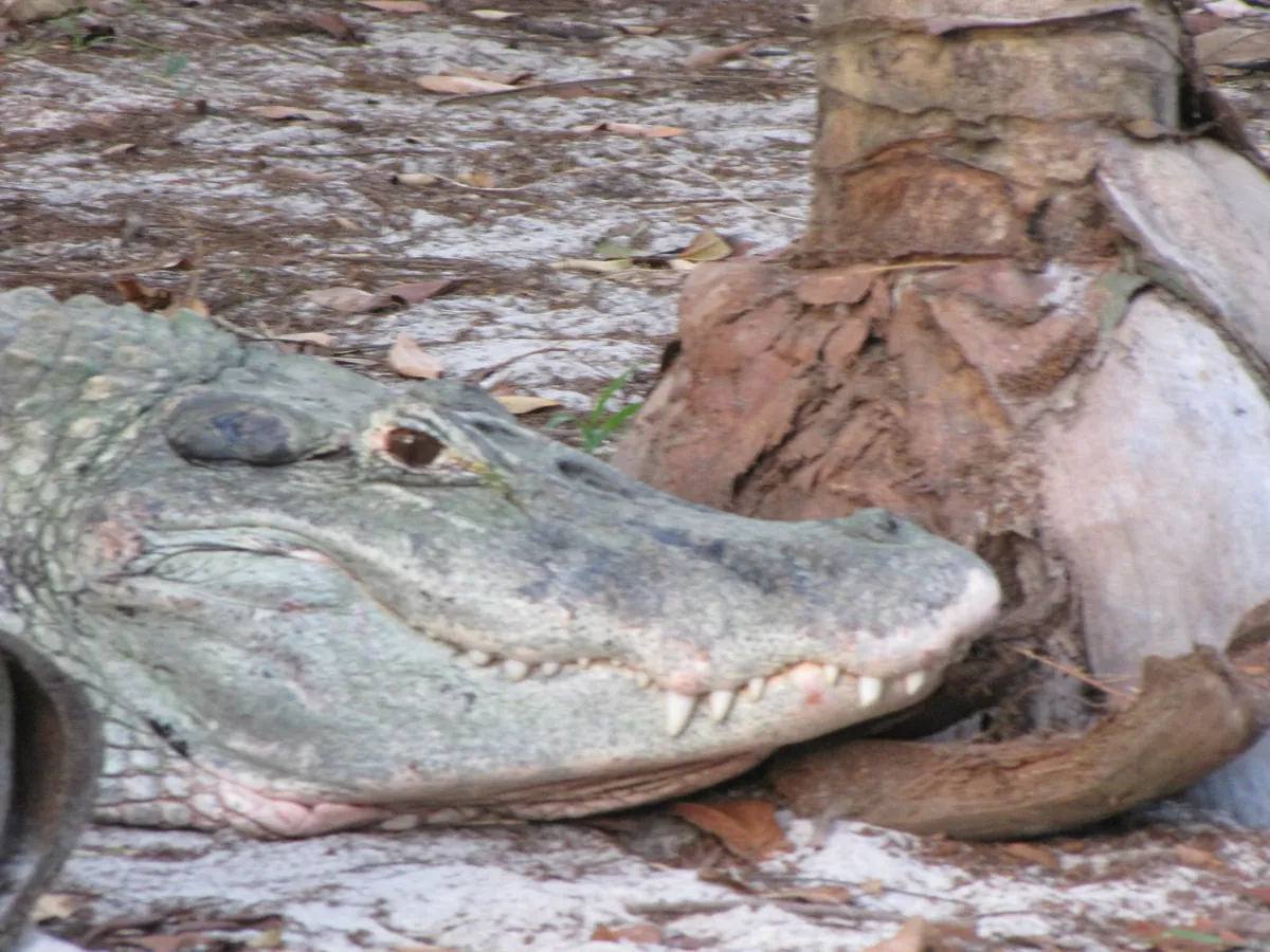 Zoológico do CIGS