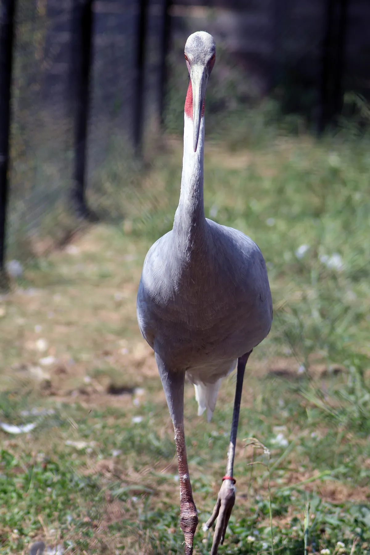 Labenne's zoo