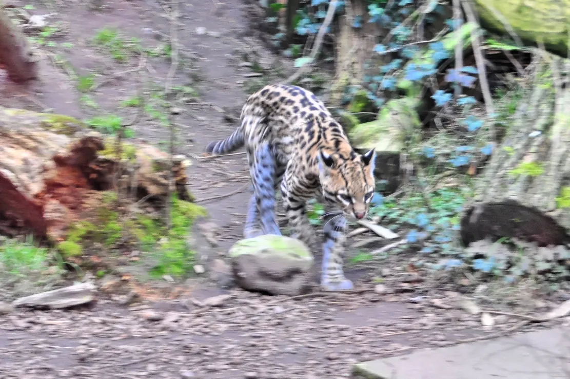 Wingster Waldzoo
