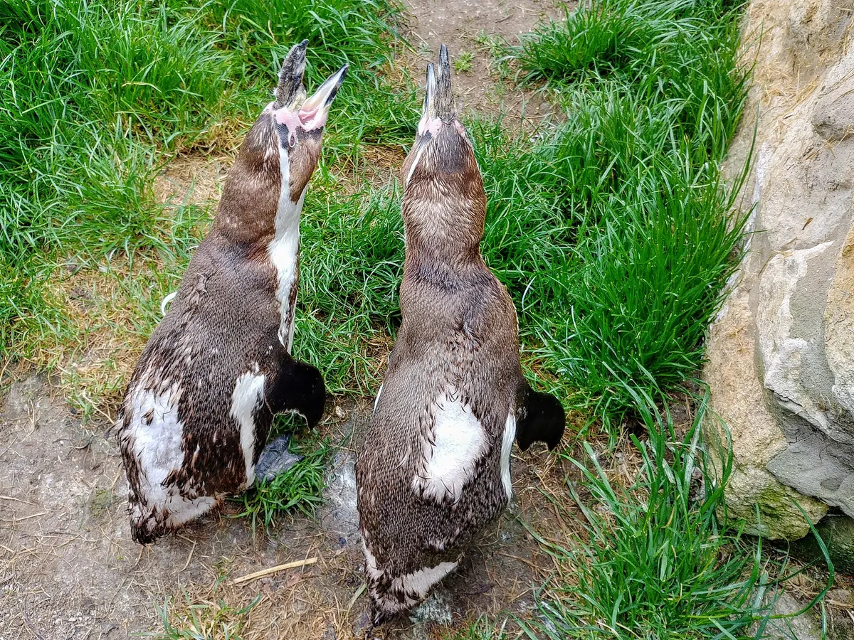 Sewerby Zoo