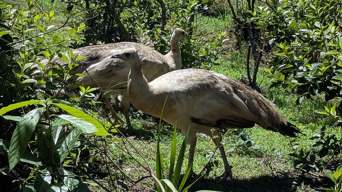 Mitchell Park Zoo