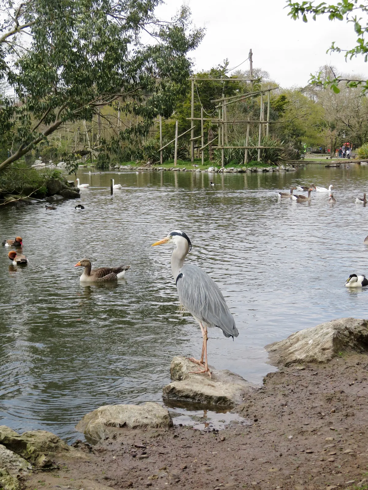 Fota Wildlife Park