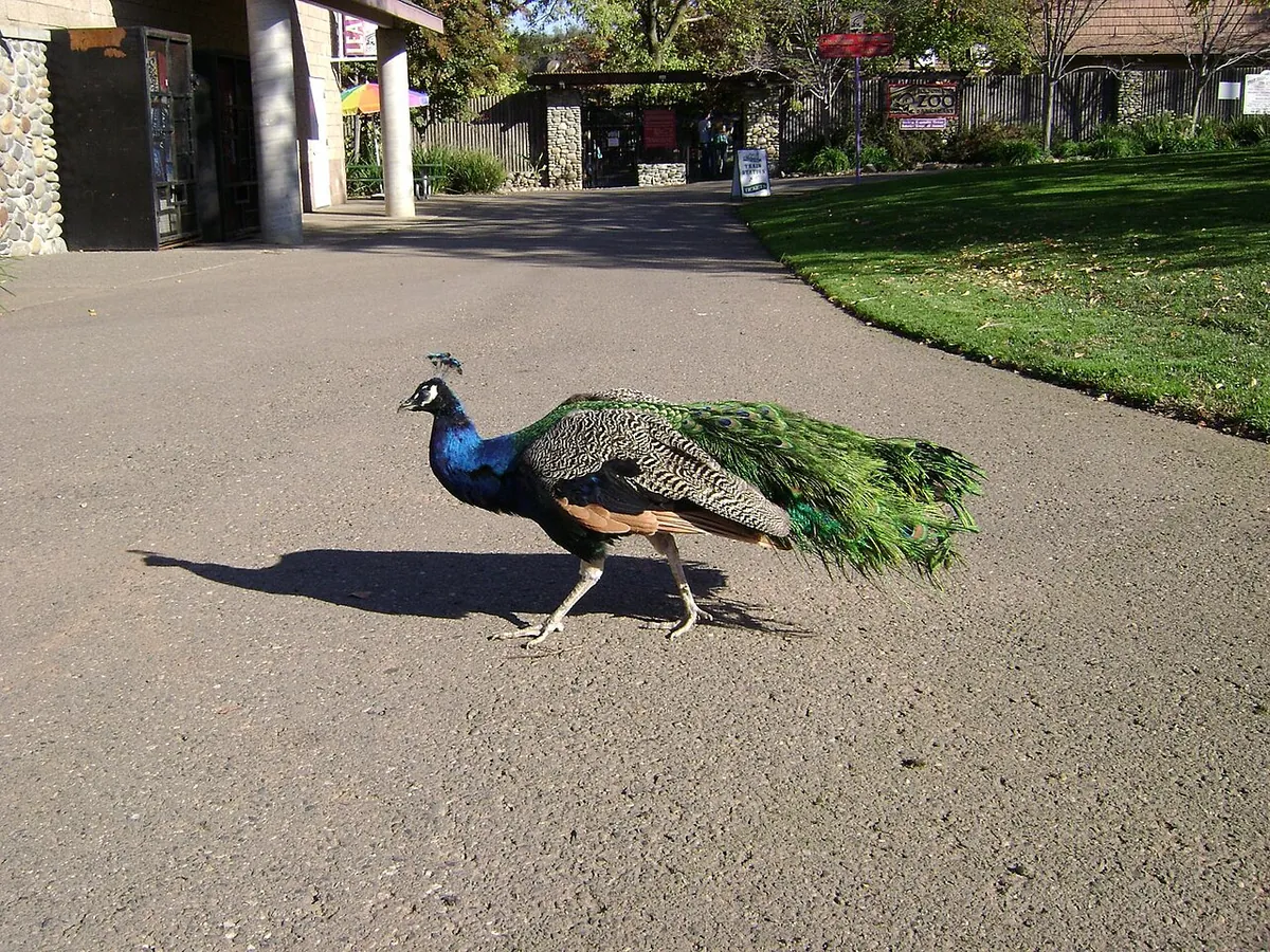 Folsom City Zoo Sanctuary