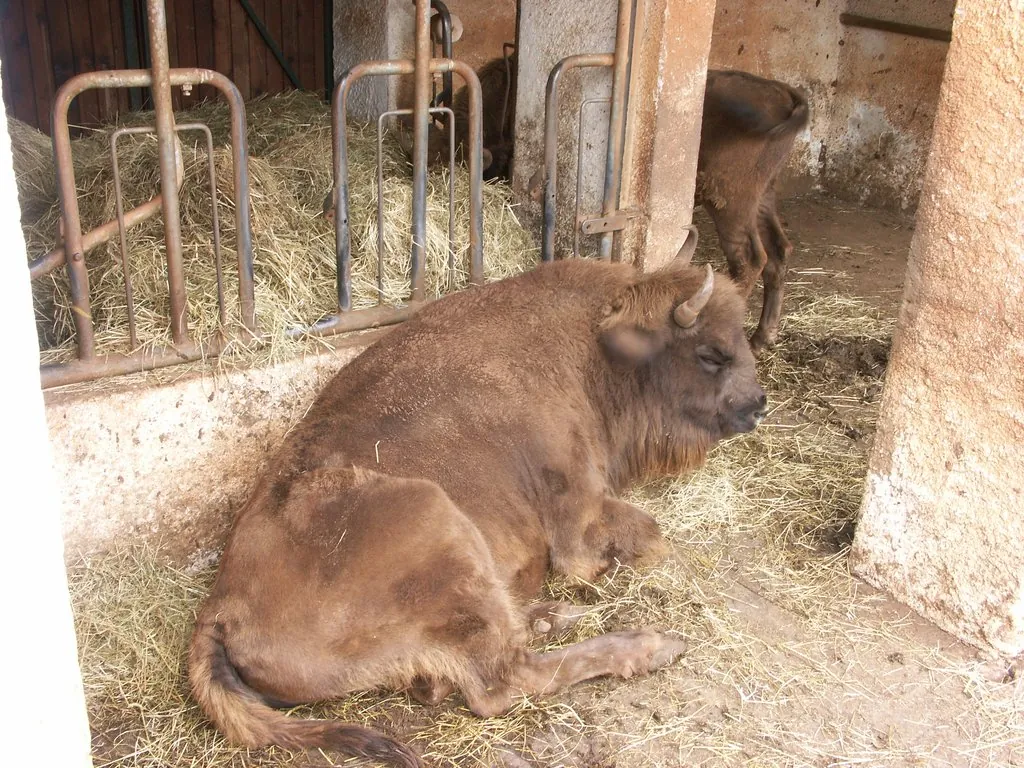 Parc animalier de Gramat