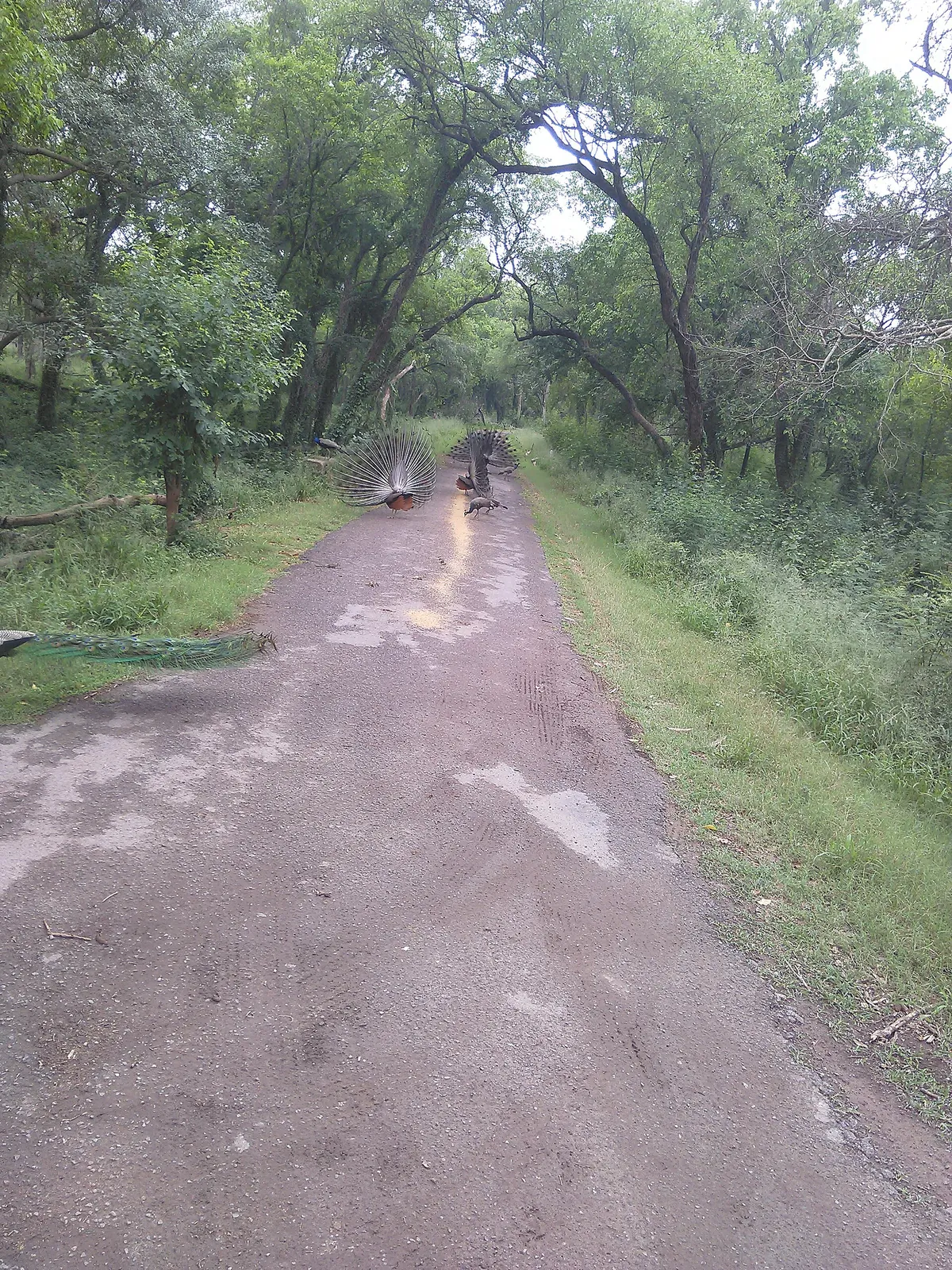 Chhatbir Zoo