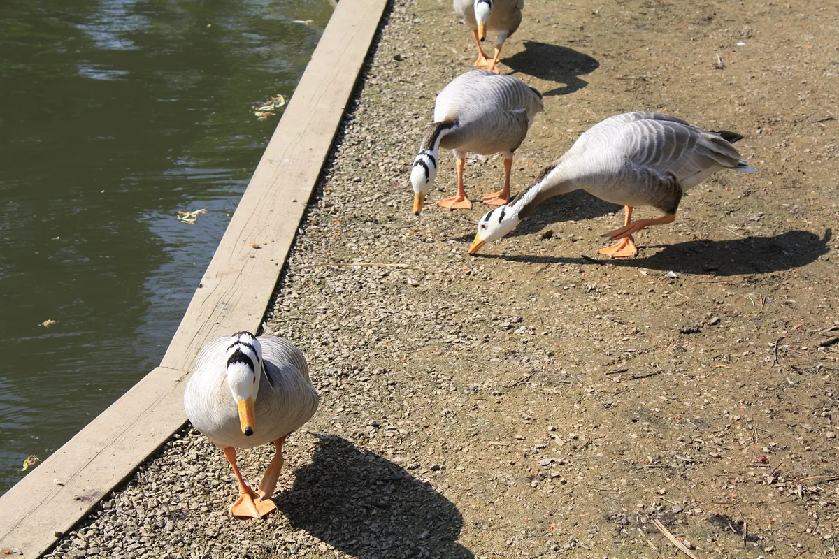 Beale Wildlife Park