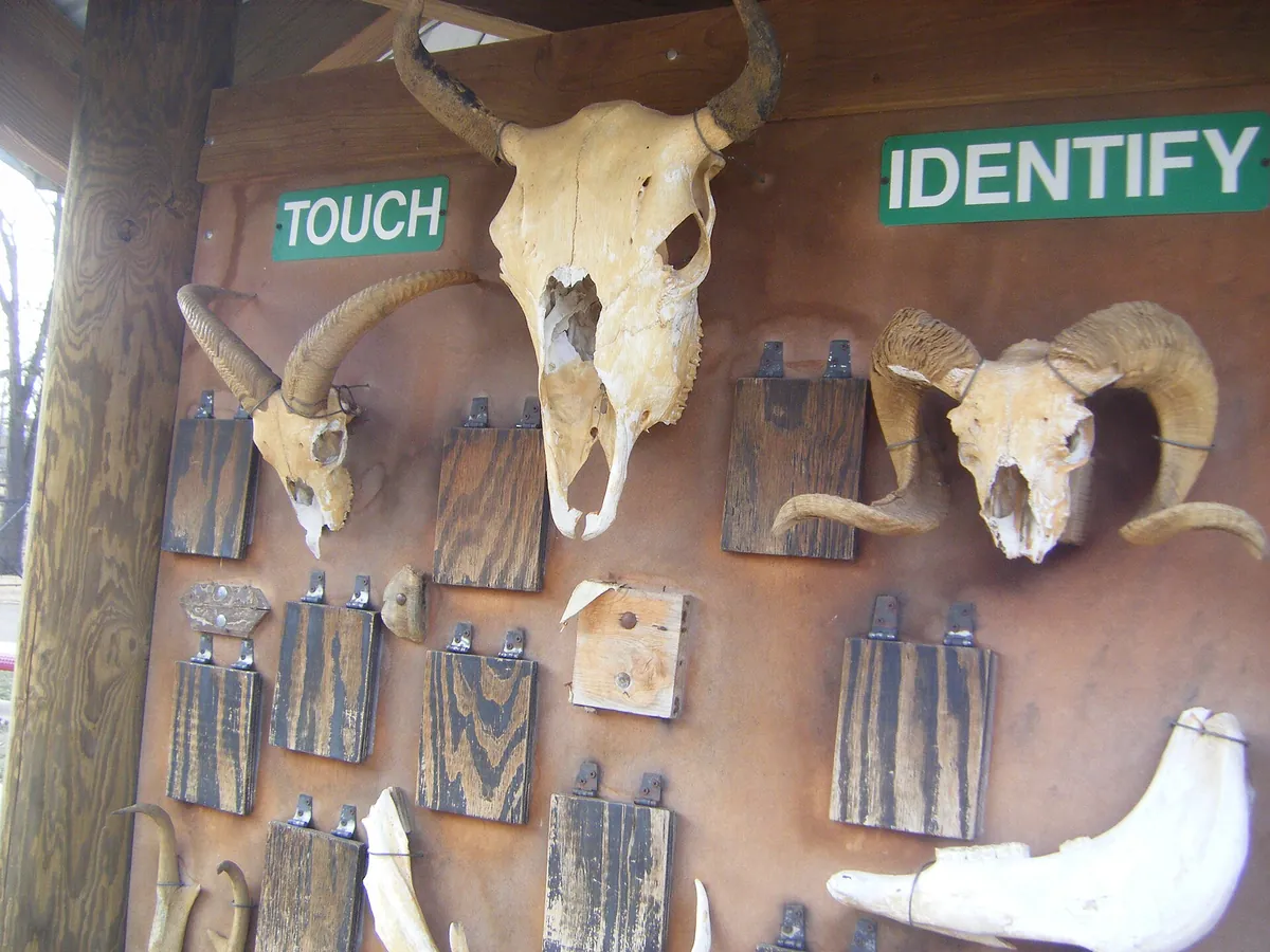 Amarillo Zoo