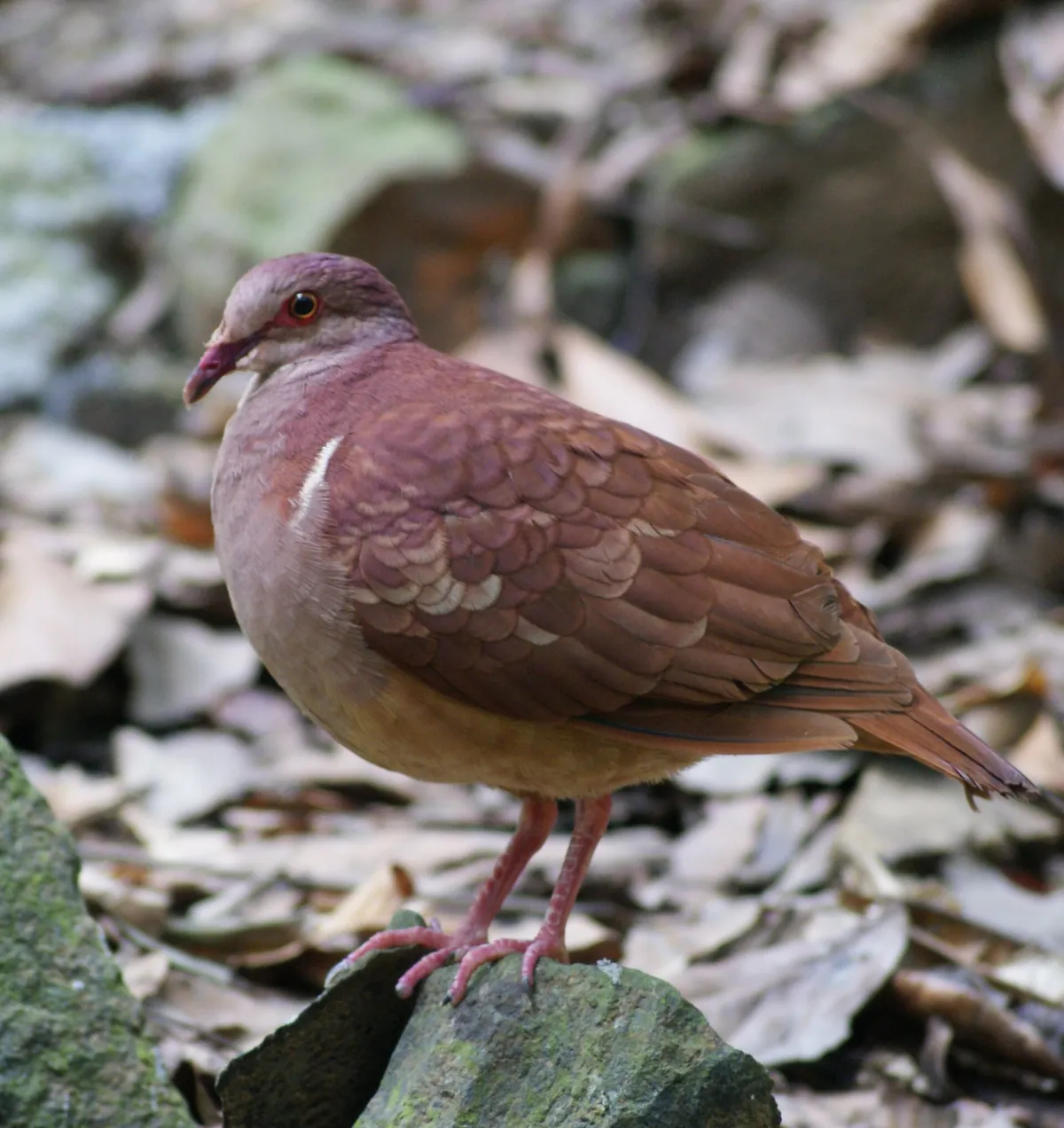 Guadeloupe zoo