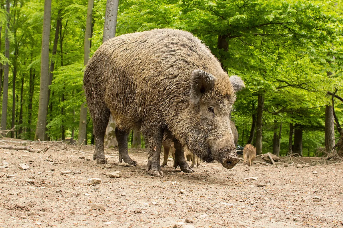 Wildpark Daun