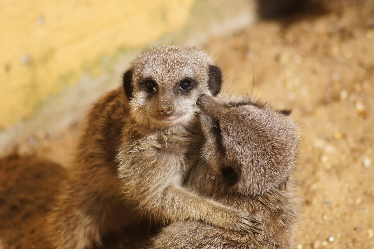 Banham Zoological Gardens