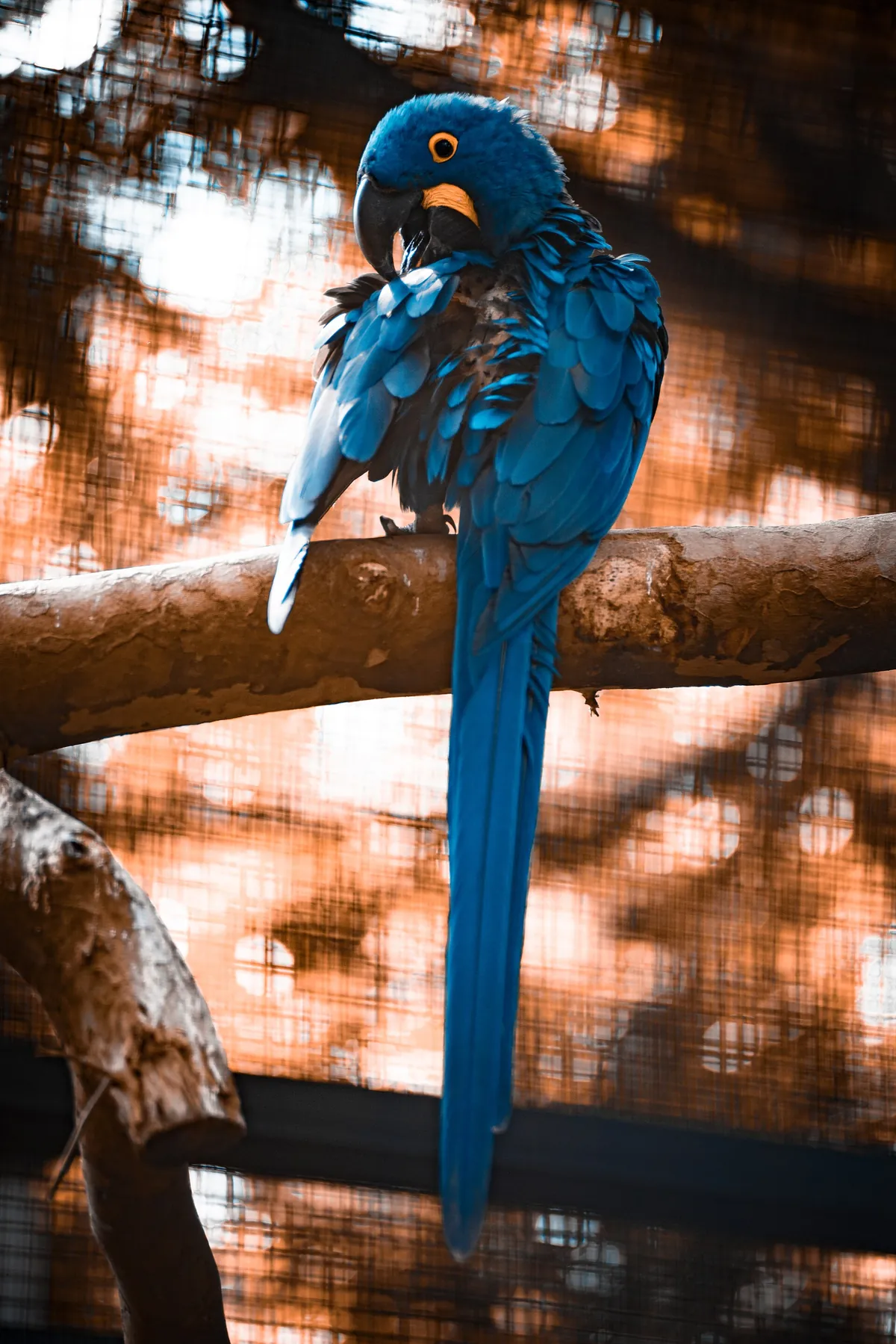 Artis Zoo