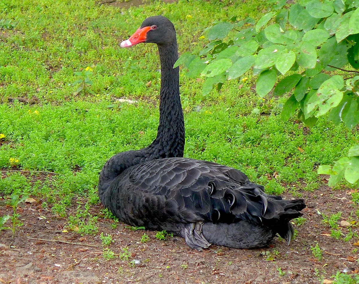 Wildpark Tannenbusch
