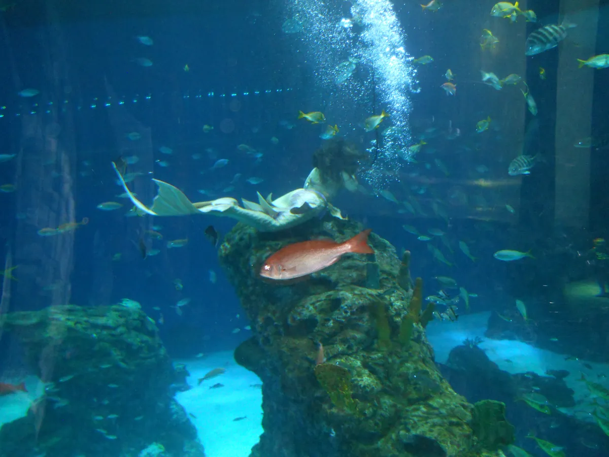 Mississippi Aquarium