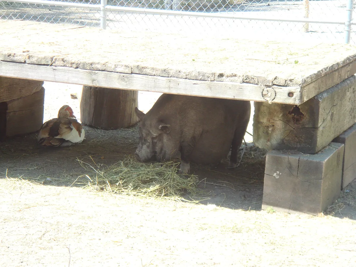 Riverviewpark Andzoo