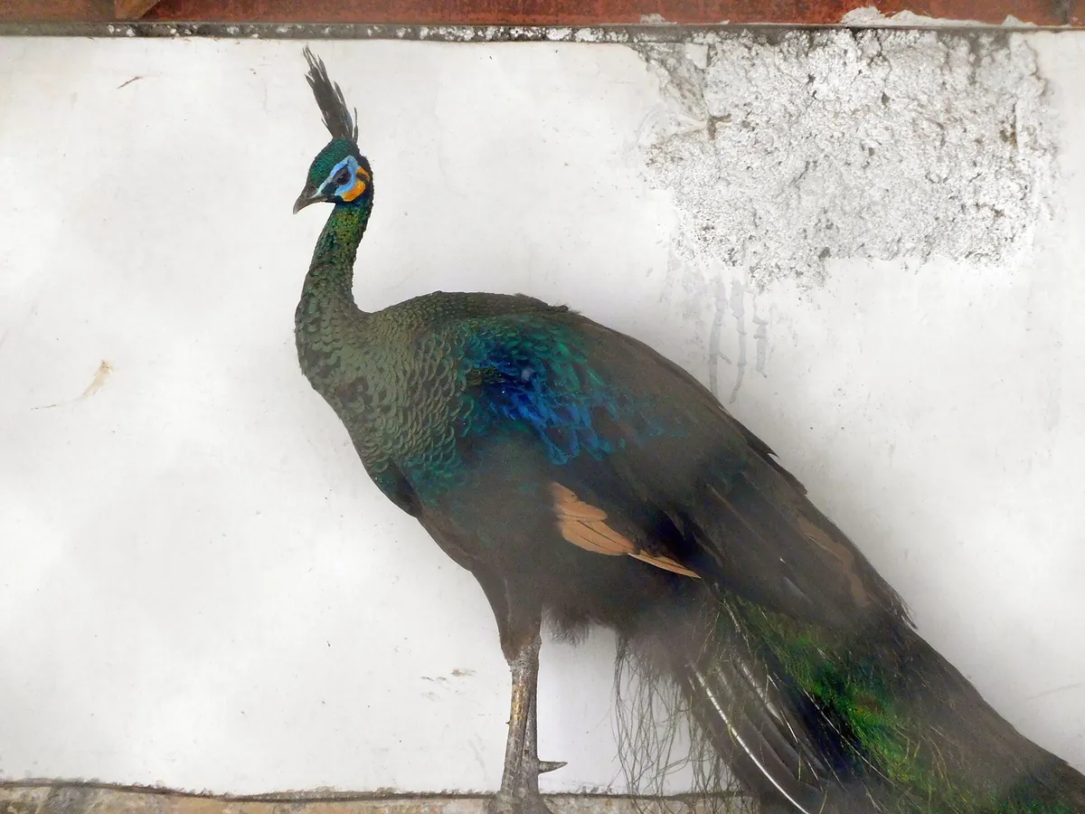 Sakkarbaug Zoological Garden