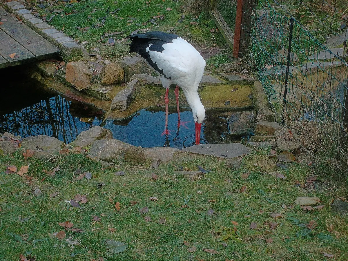 Zoo der Minis
