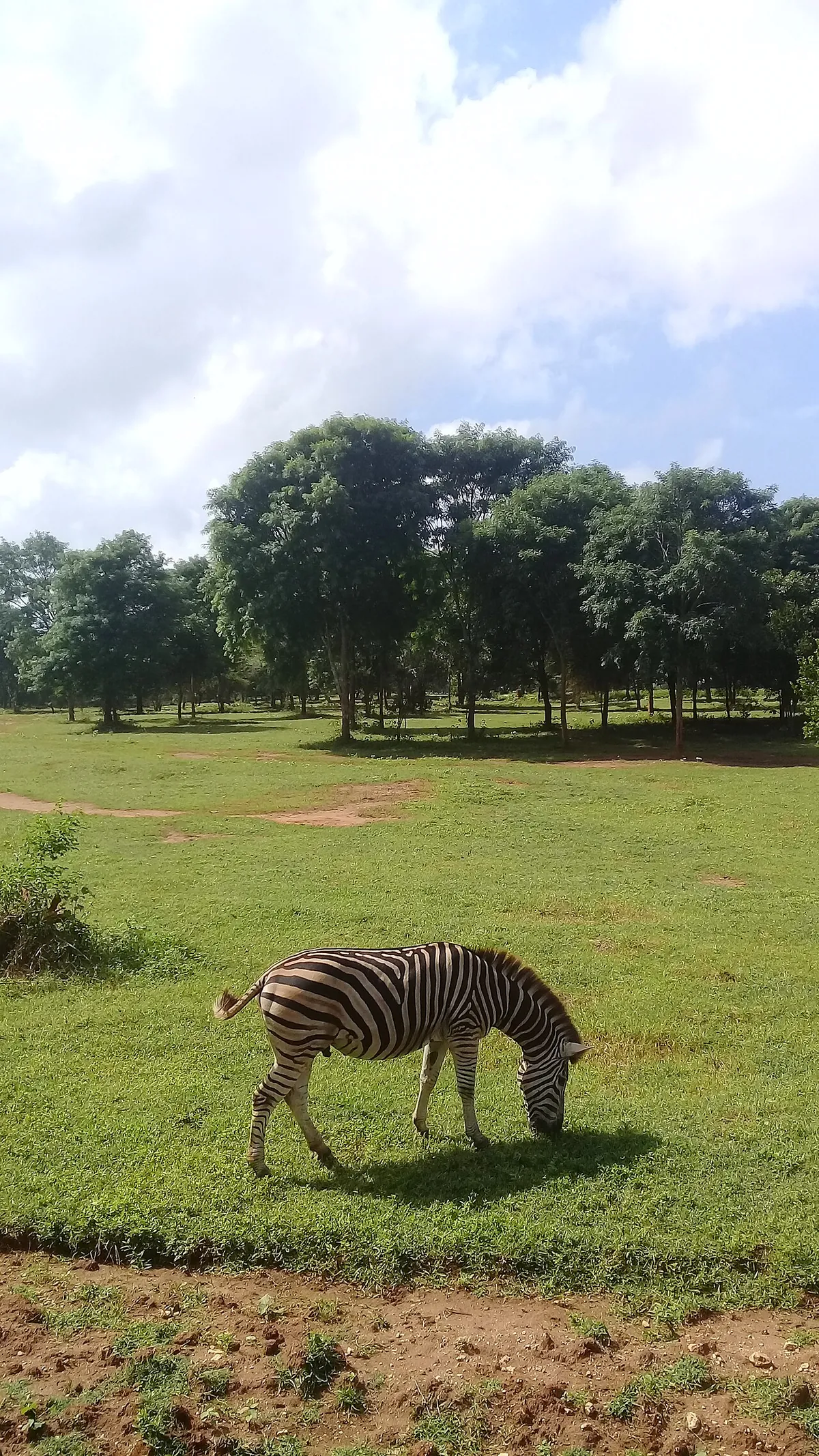 Ridiyagama Safari Park