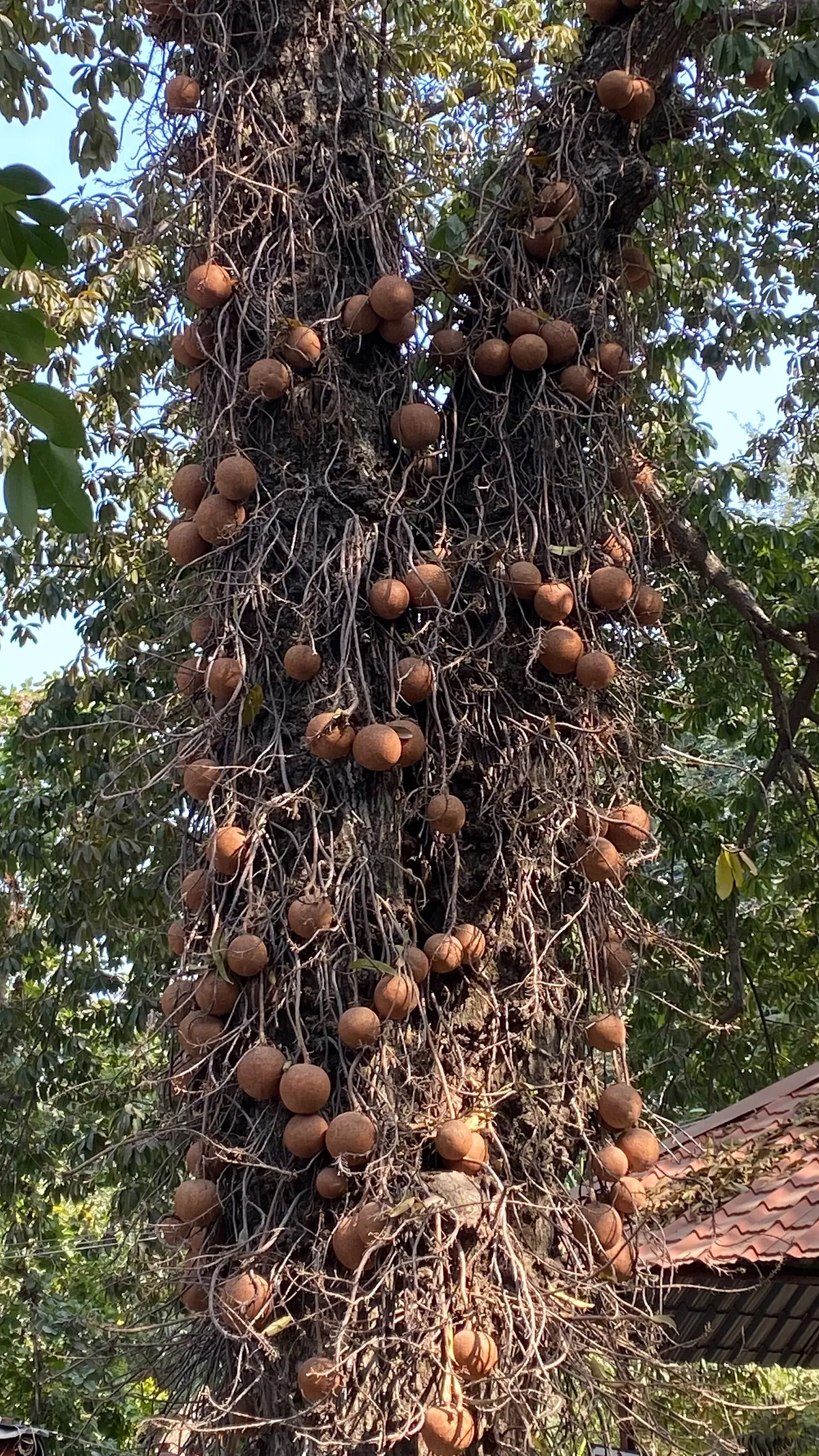 Maharajbagh zoo