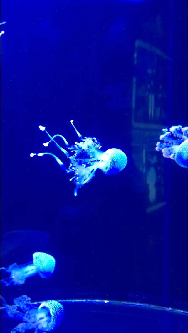 Aquarium of Niagara