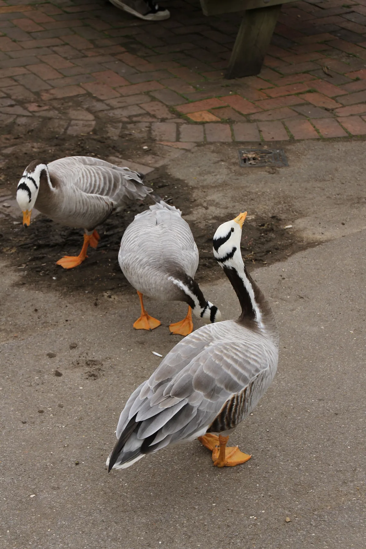 Beale Wildlife Park