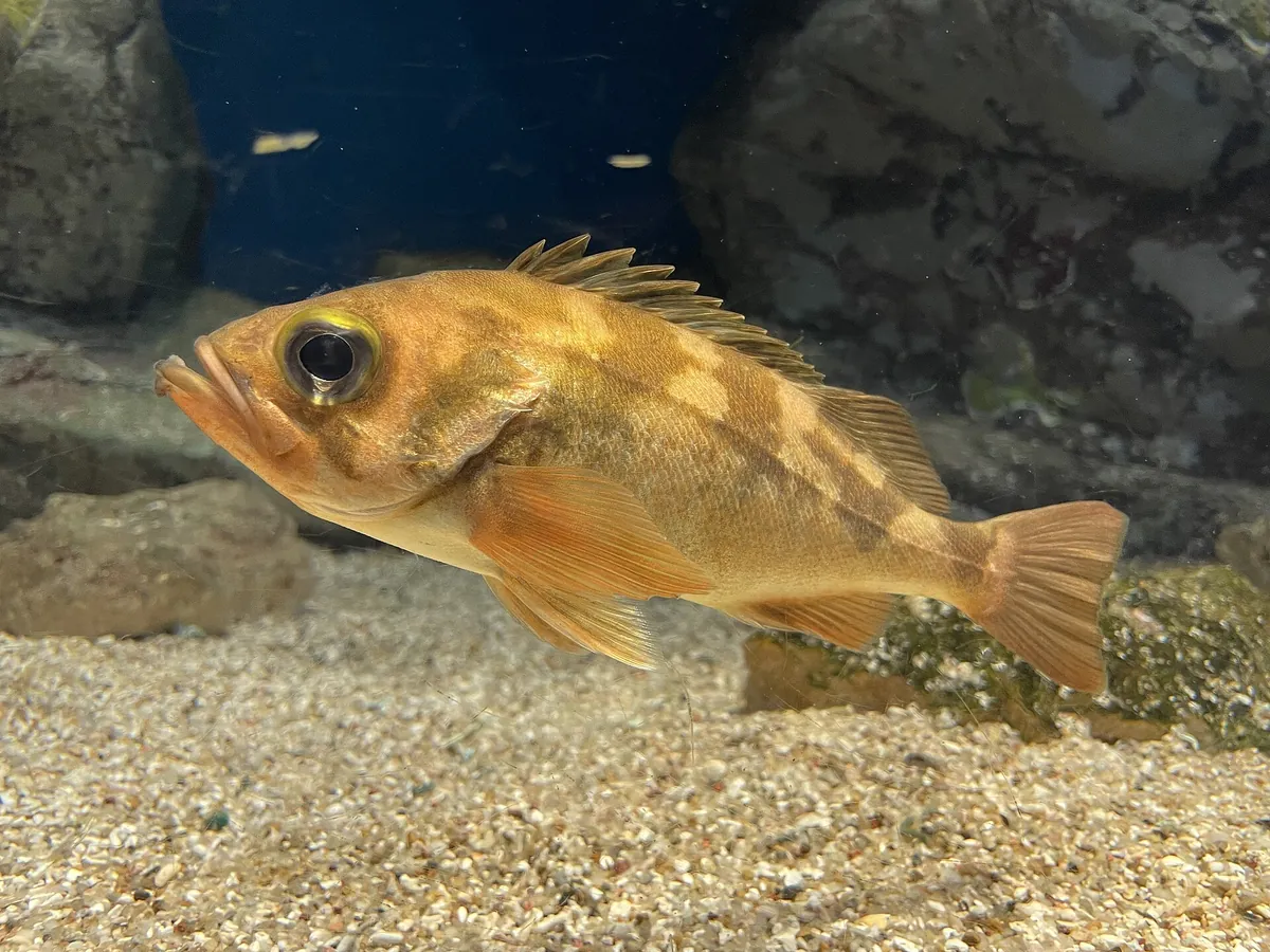 Asamushi Aquarium