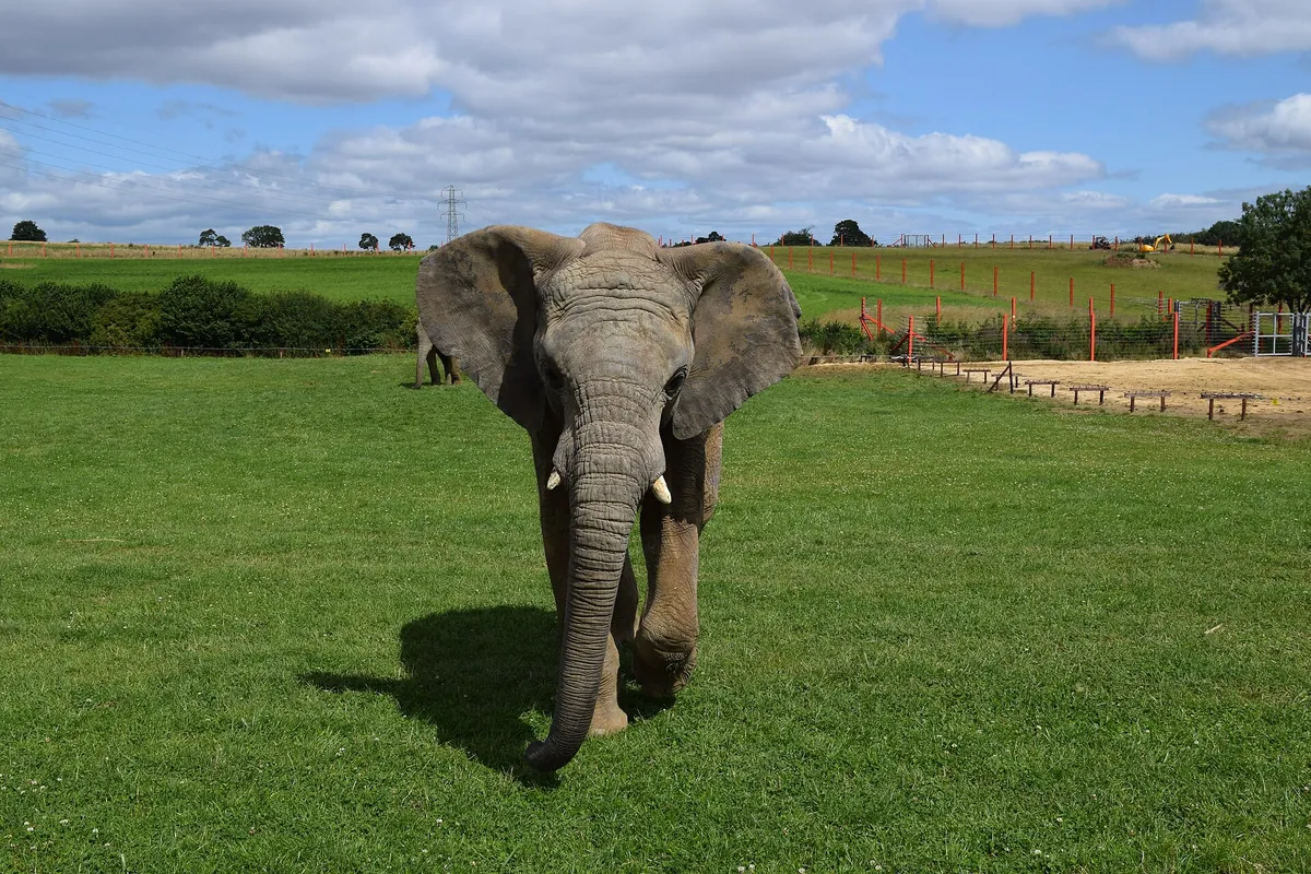 Noah's Ark Zoo Farm