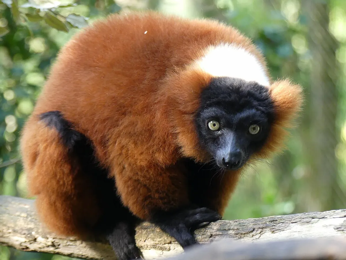 Réserve Zoologique de Calviac