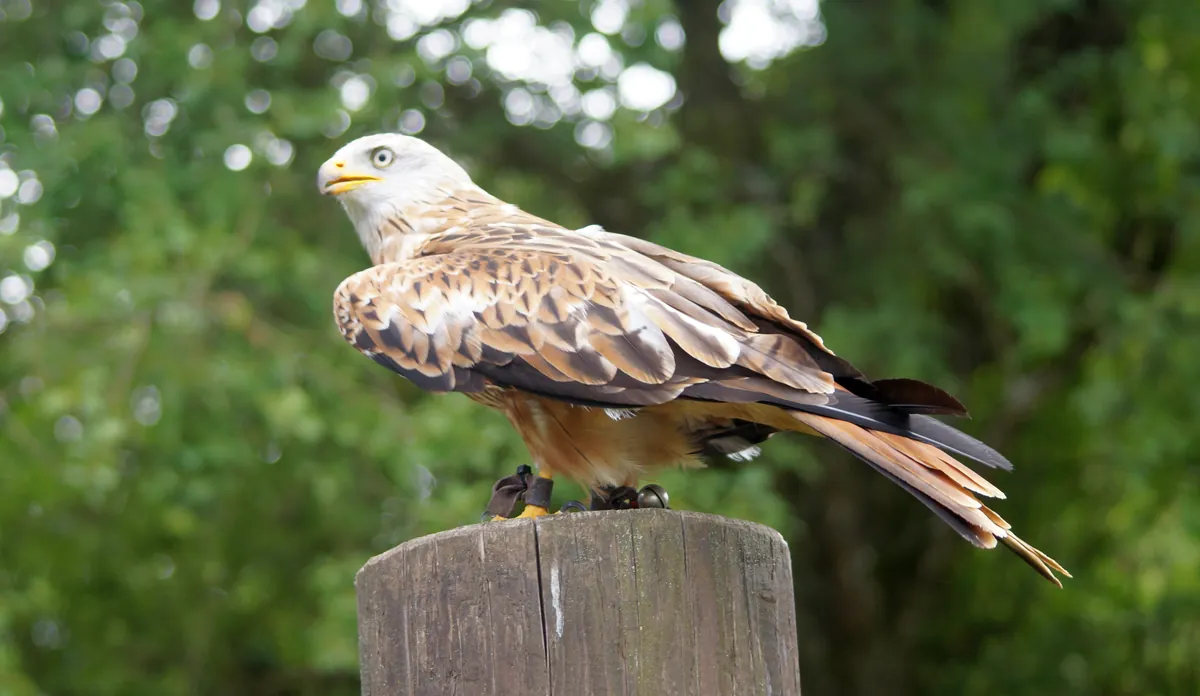 Adler- und Wolfspark Kasselburg