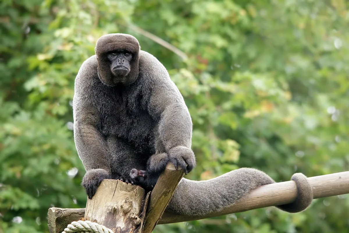La Vallée des Singes