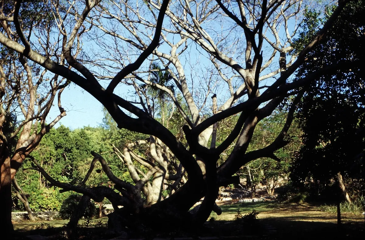 Ardastra Gardens, Zoo and Conservation Centre