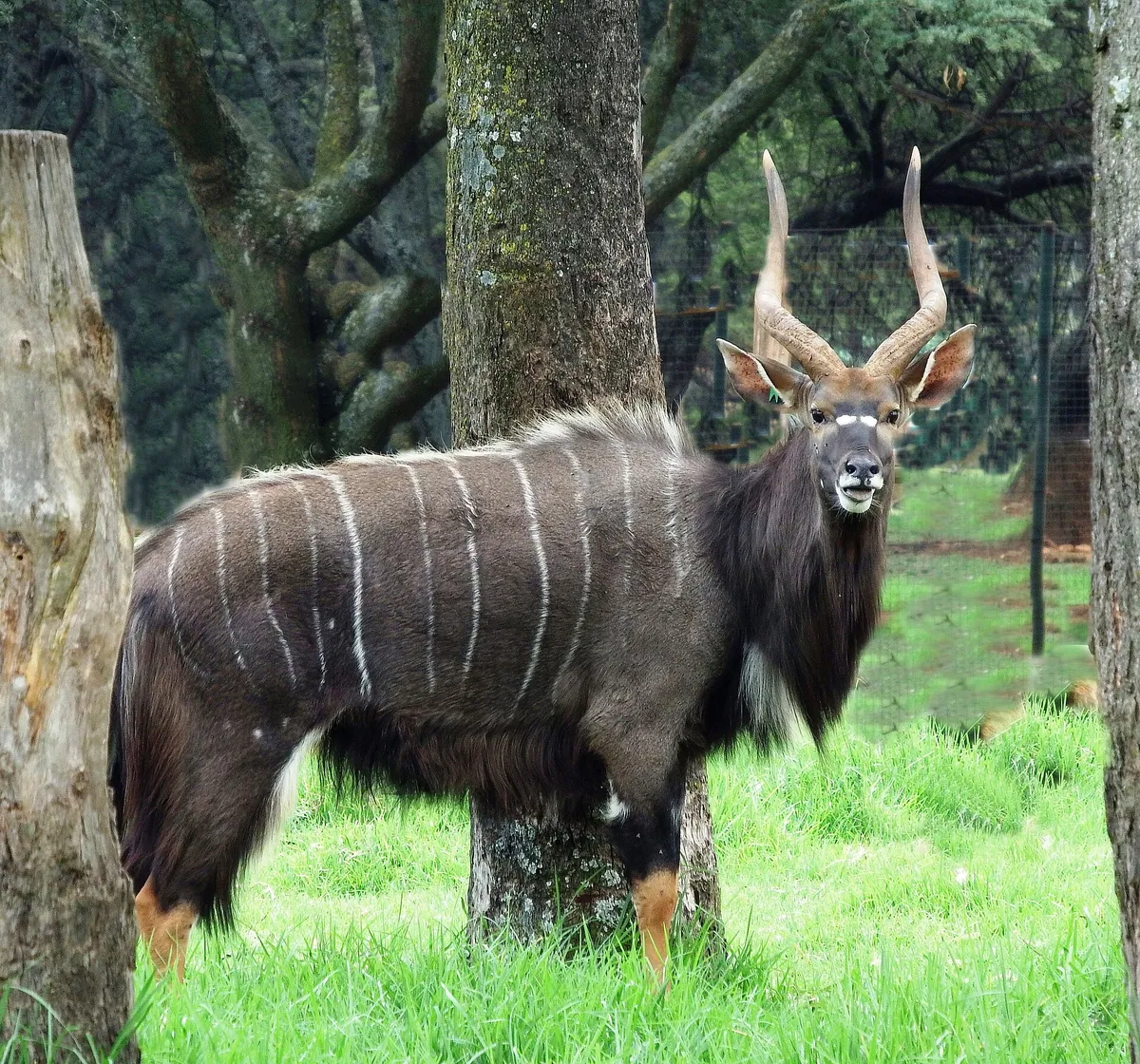 Johannesburg City Parks and Zoo