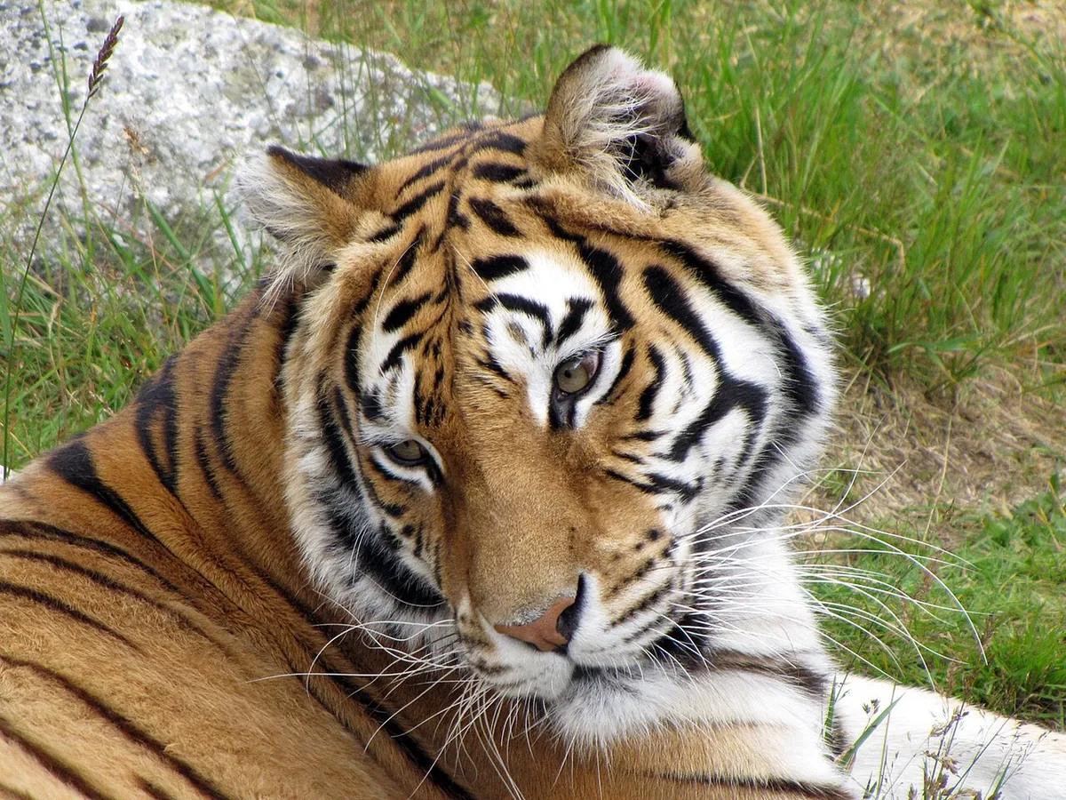Junsele Zoo